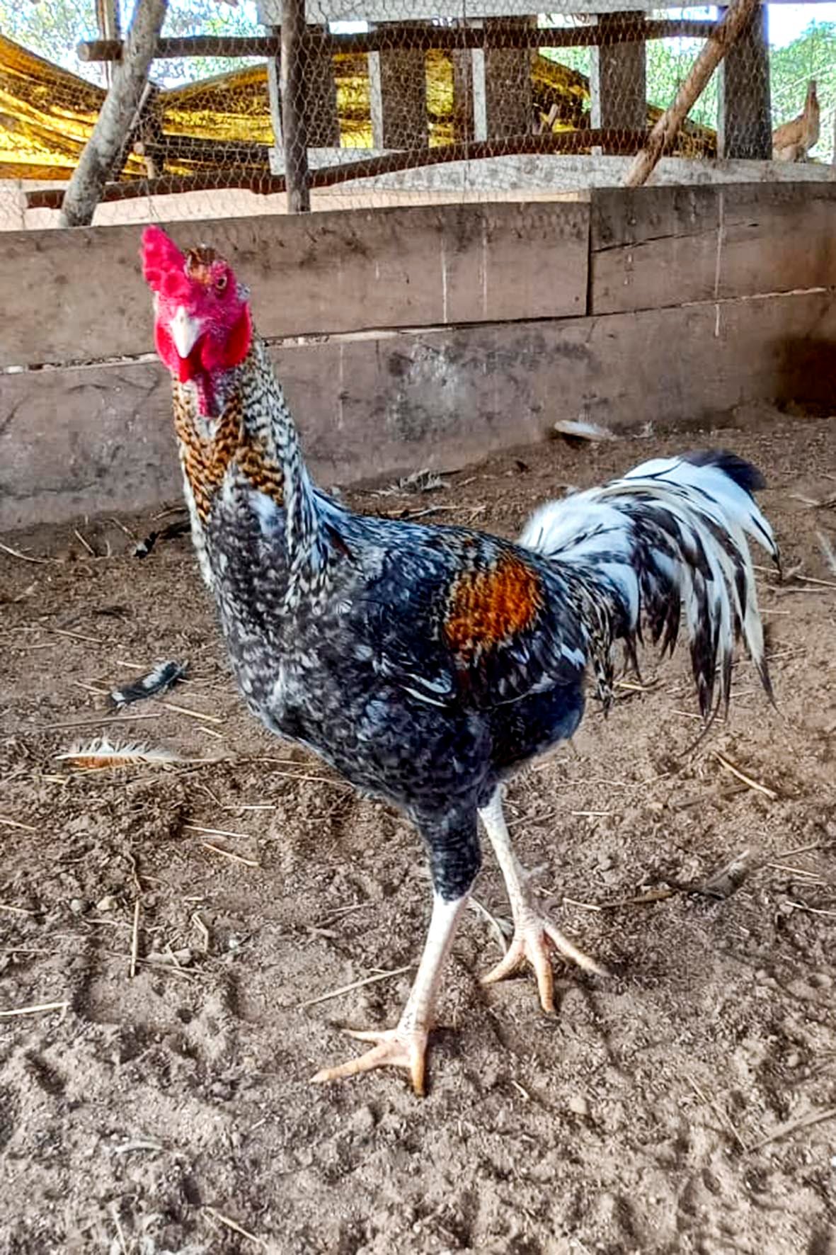 WhatsApp Image 2025-04-03 at 7.35.03 PM (1) copia.jpg